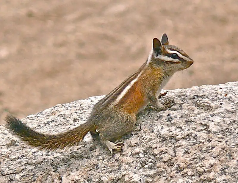 Lodgepole Chipmunk