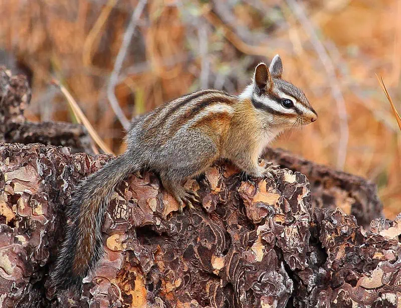 Long-eared chipmunk