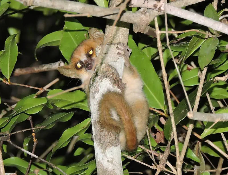 Madame Berthe's Mouse Lemur
