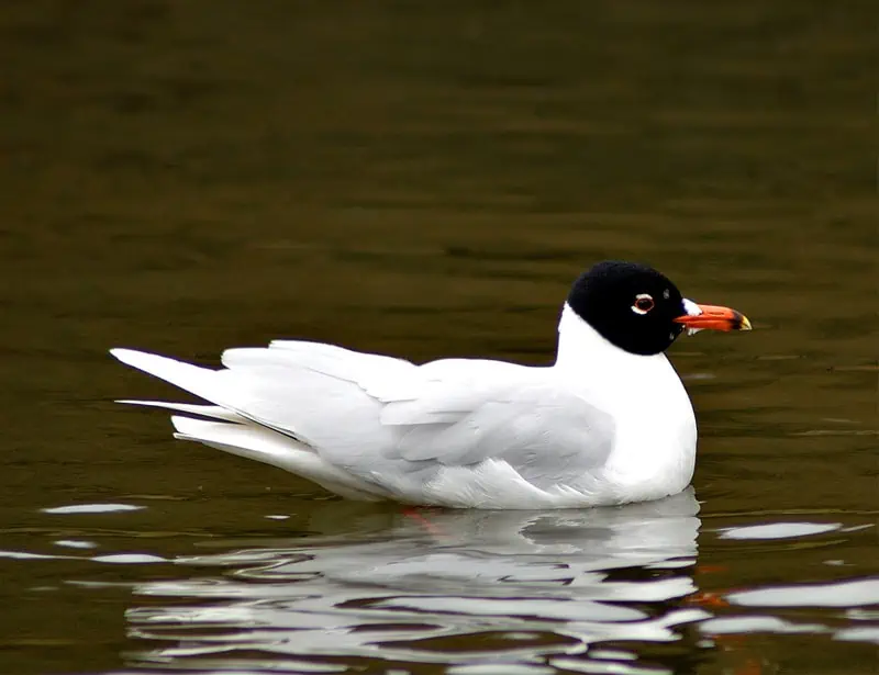 Mediterranean Gull