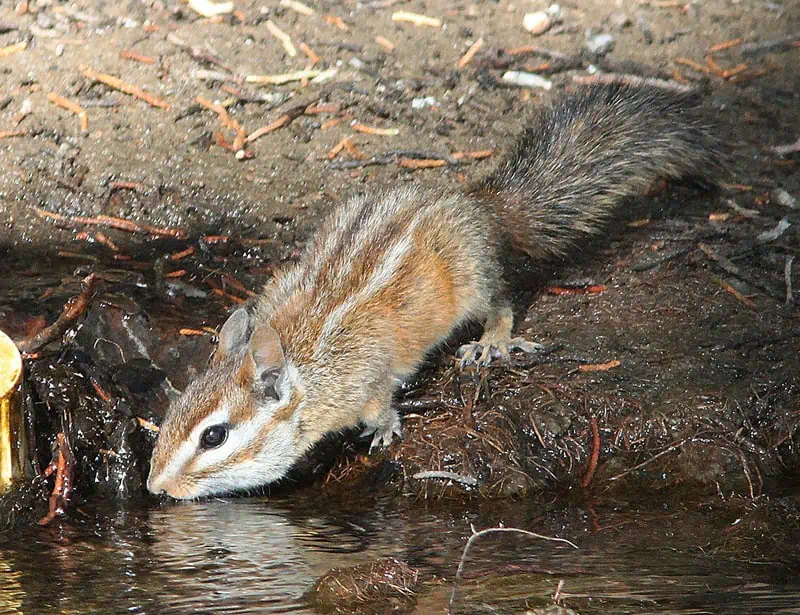 Merriam's Chipmunk