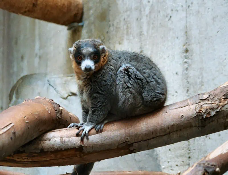 Mongoose Lemur