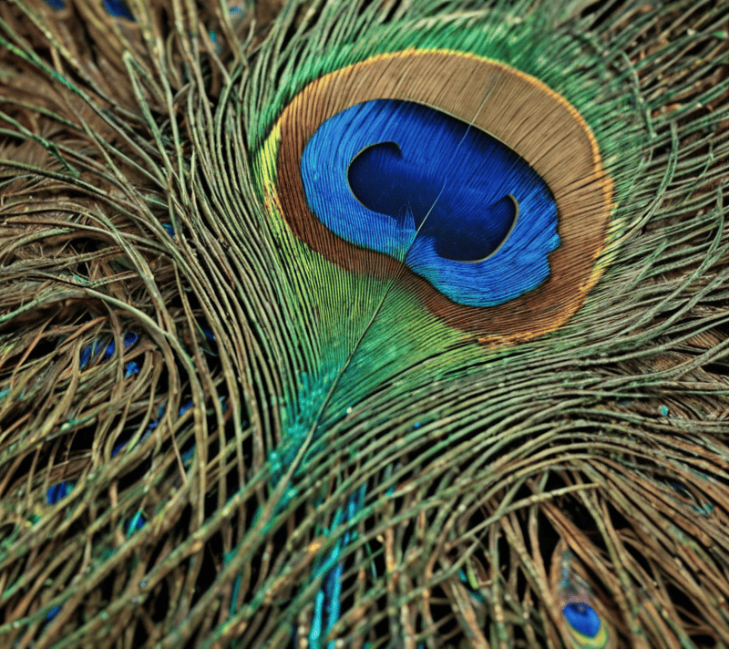 Vibrant peacock feather close-up for pleasure and delight