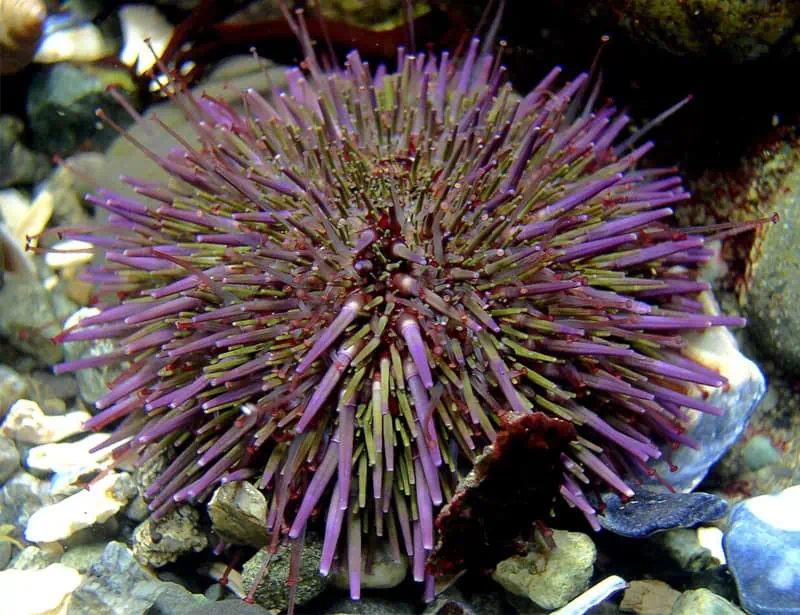 Pacific Purple Sea Urchin