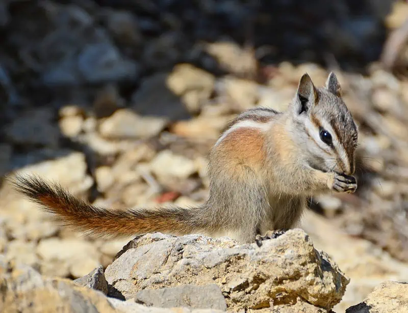 Palmer's Chipmunk