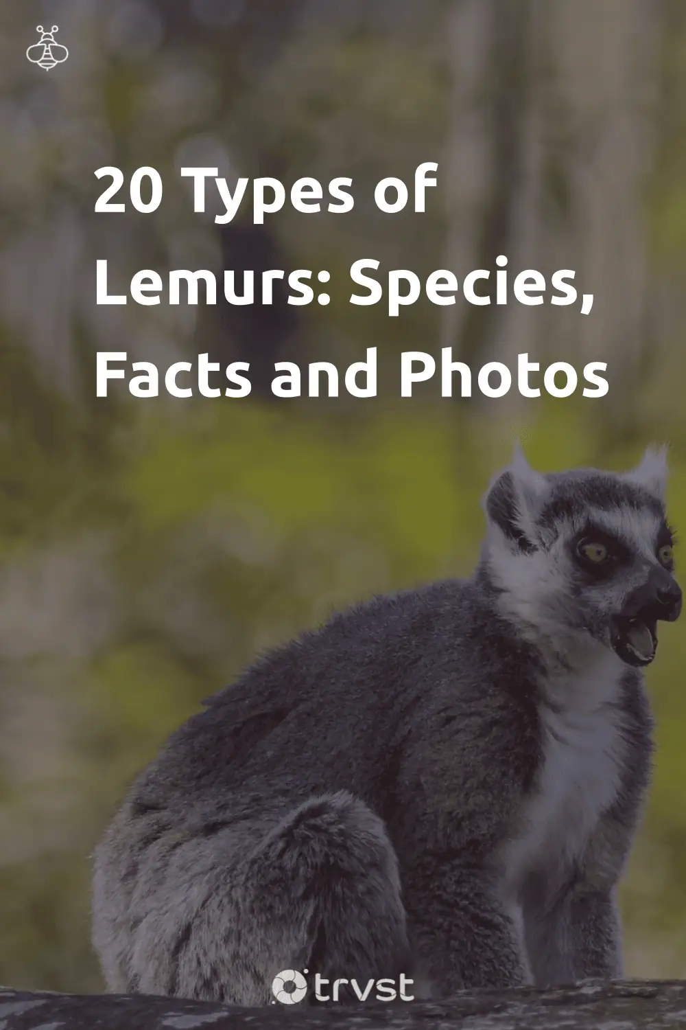 Pinterest Image for 20 Types of Lemurs: Species, Facts and Photos
