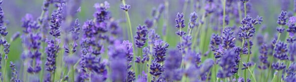 plants that keep bug away