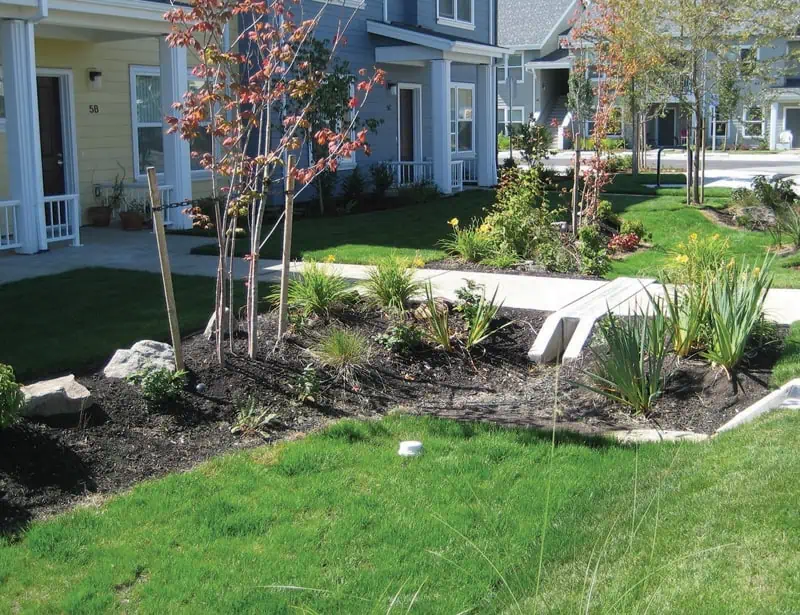 rain garden frontyard