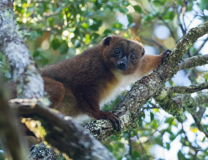 Red-Bellied Lemur