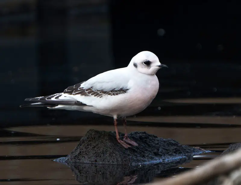Ross's Gull