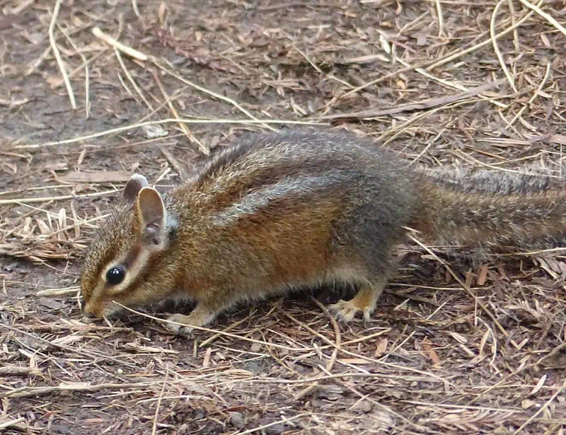 Siskiyou Chipmunk