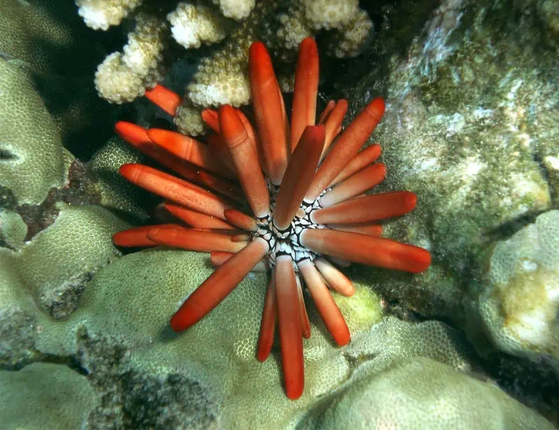 Slate Pencil Urchin