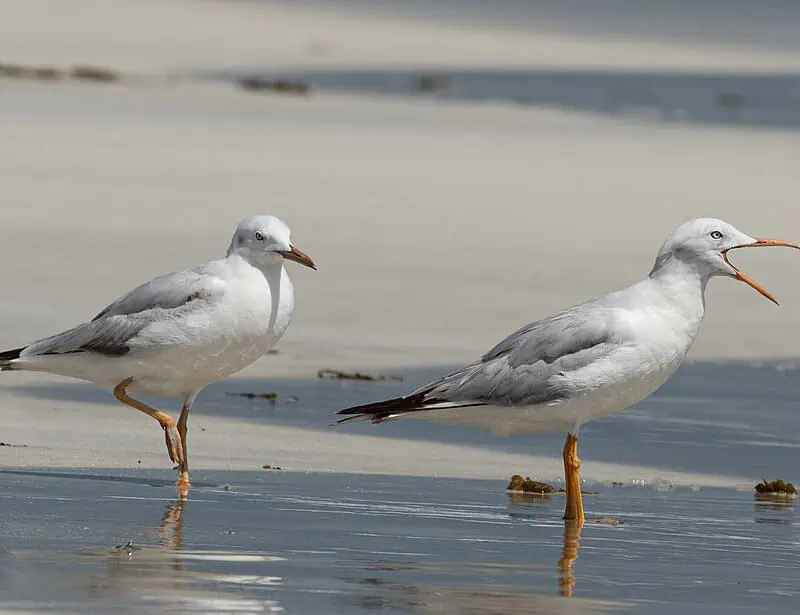 Slender-billed Gull
