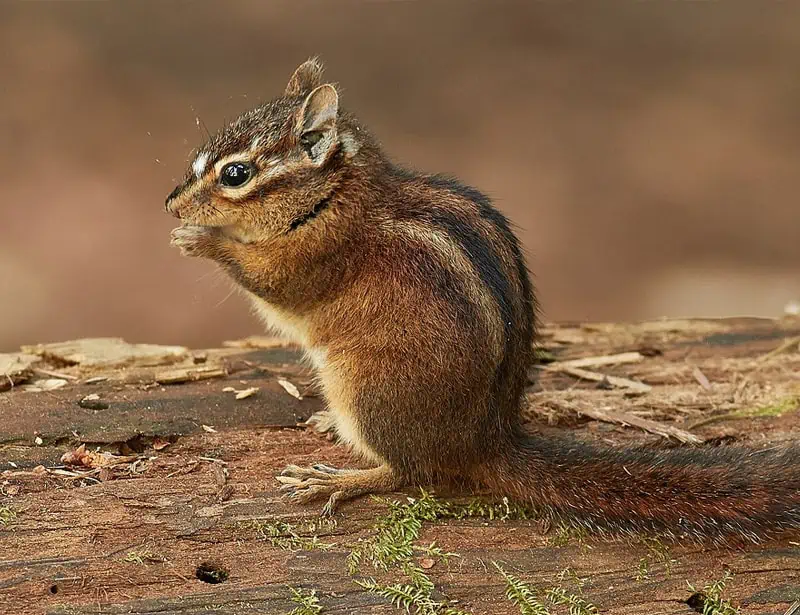 Sonoma Chipmunk
