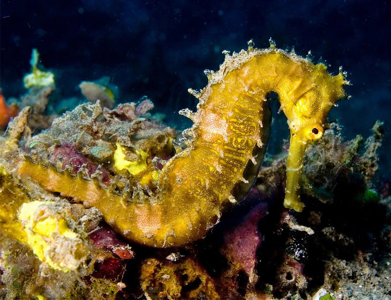 Spiny Seahorse 