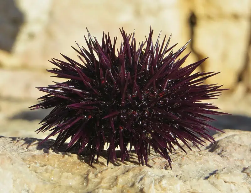  Stony Sea Urchin 