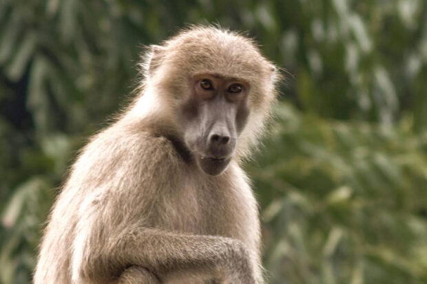 6 Types of Baboons: Species, Facts and Photos