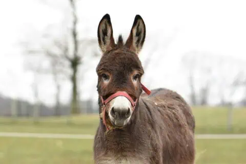 4 Types of Donkeys: Species, Facts and Photos