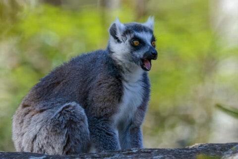 20 Types of Lemurs: Species, Facts and Photos