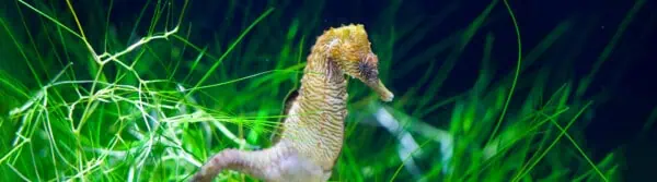 types of seahorse