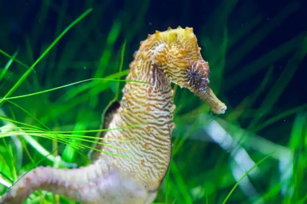 15 Types of Seahorses: Species, Facts and Photos