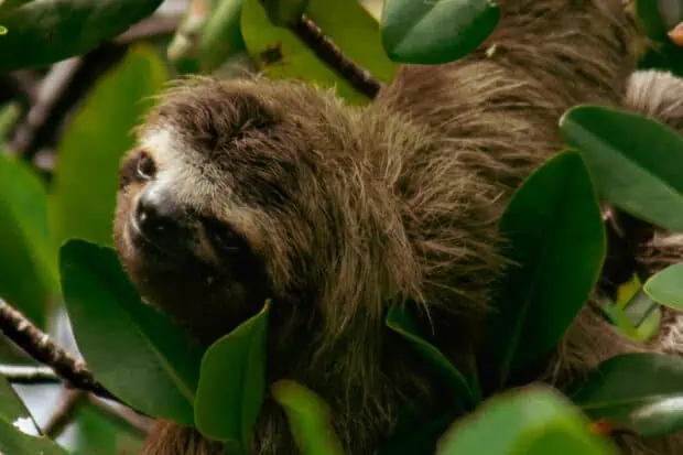 7 Types of Sloths: Species, Facts and Photos