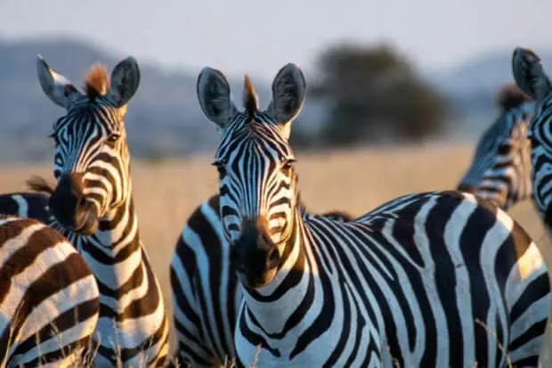 3 Types of Zebras: Species, Facts and Photos