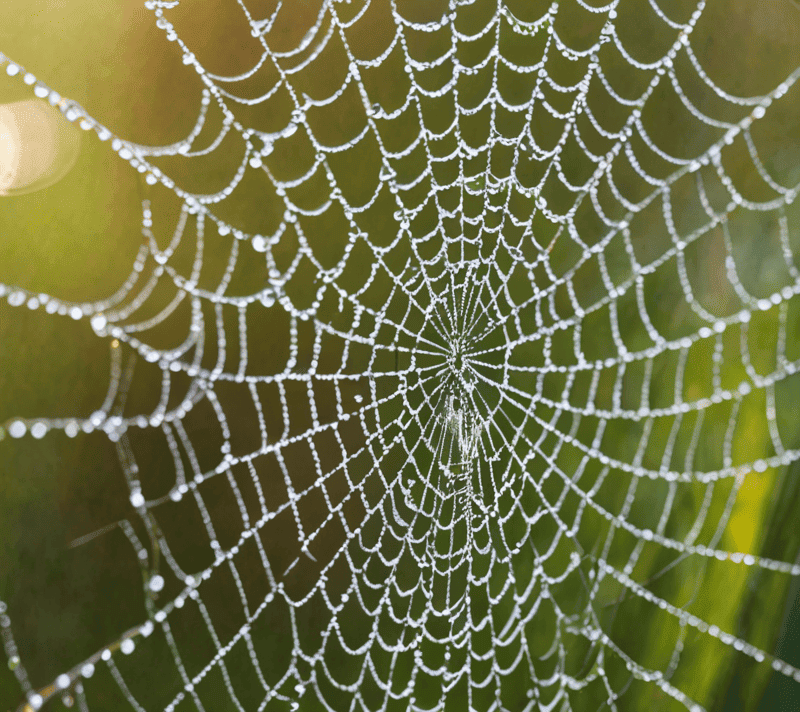 Dewy spider web with rainbow-colored droplets in the morning light