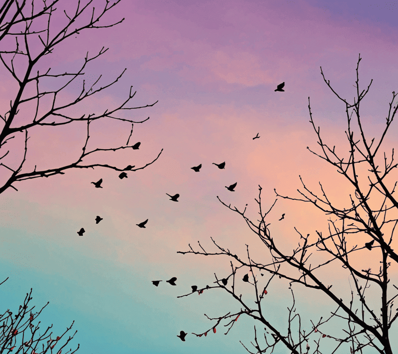 Cartoonish birds perched on swaying branches against a dawn to midday blue sky, representing everyday joy and comfort