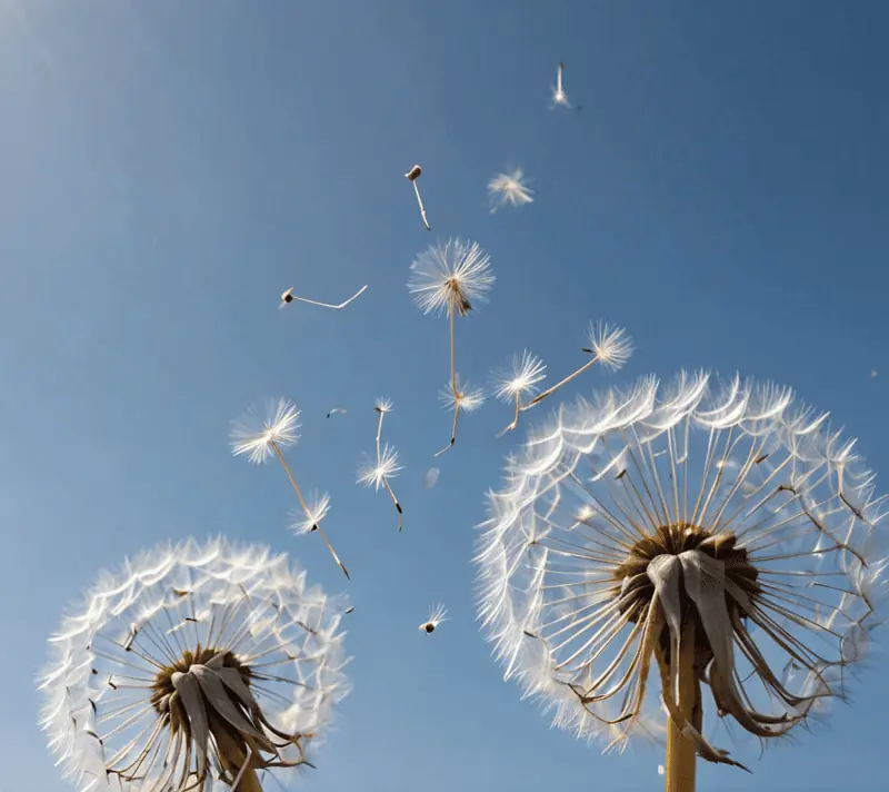Dandelion seeds detaching and drifting upwards against a blue sky