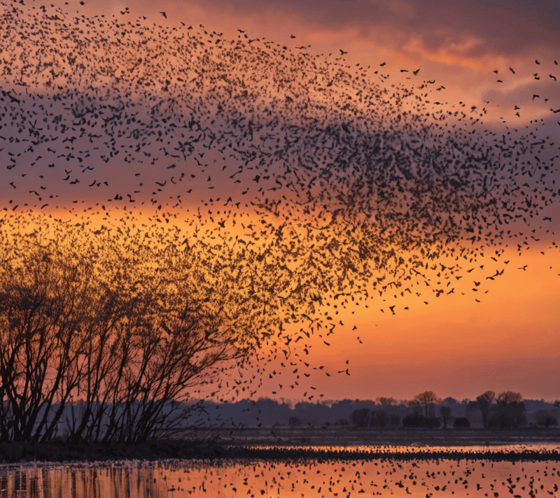 Murmuration of starlings in a dynamic dance at sunset
