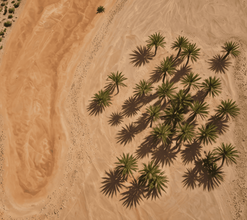 Aerial view of an oasis in the desert, depicting resilience and support.