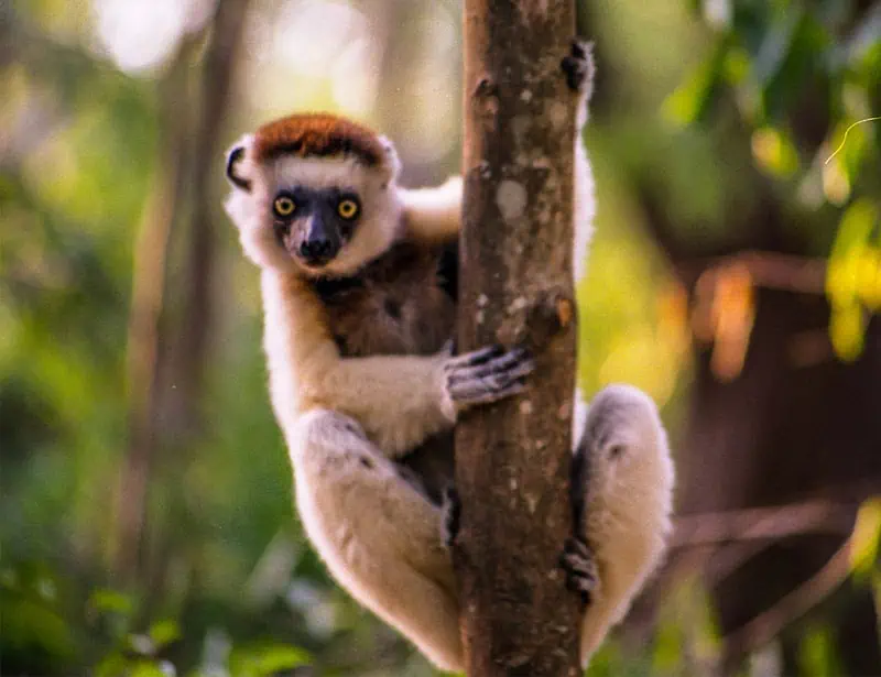 Verreaux's Sifaka