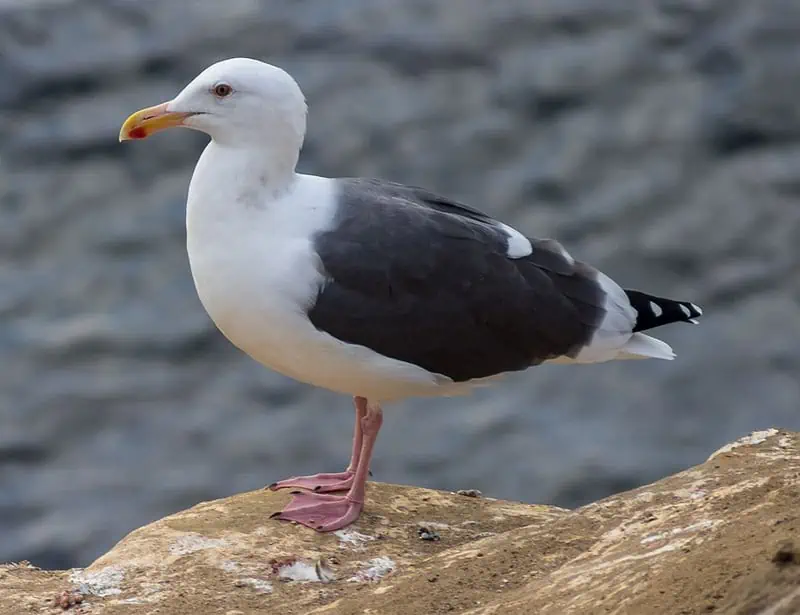 Western Gull