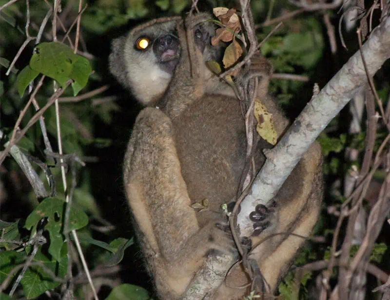 Western Woolly Lemur
