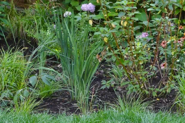 What Are Rain Gardens? Benefits And Methods