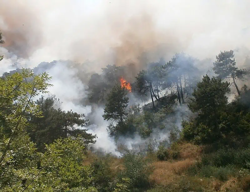 wildfire