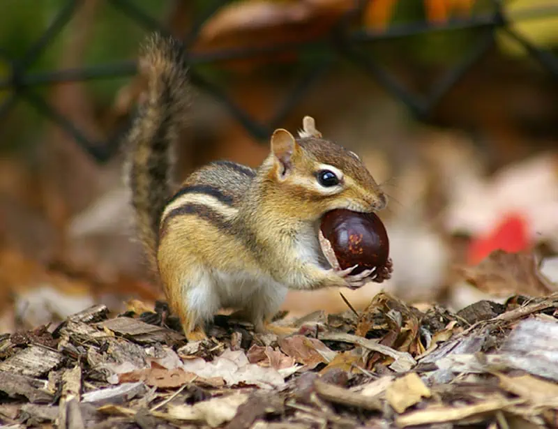 Yellow-cheeked Chipmunk