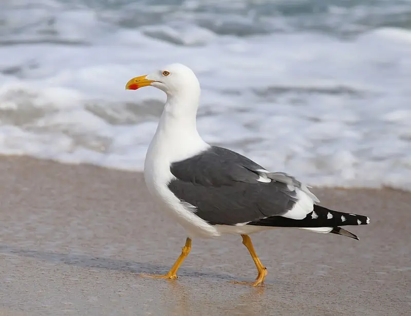 Yellow-footed Gull
