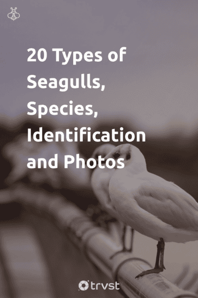 Pin Image Portrait 20 Types of Seagulls, Species, Identification and Photos