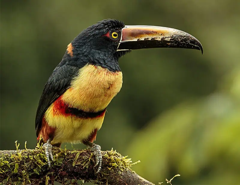Collared Aracari