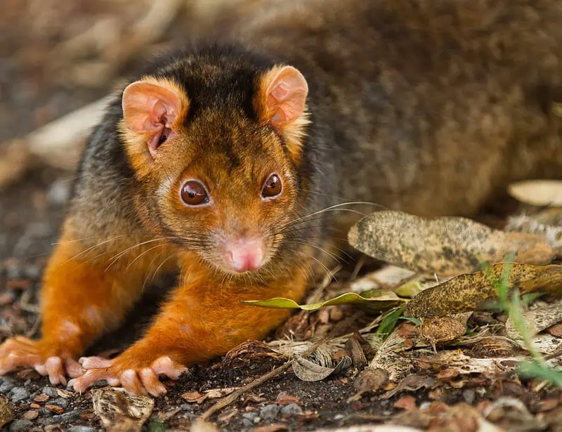 Common Ringtail Possum