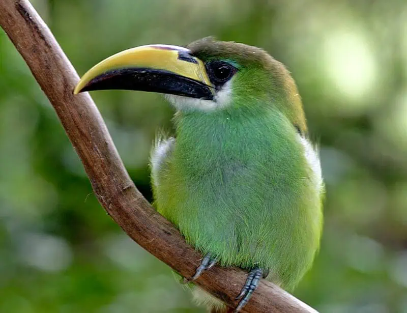 Emerald Toucanet