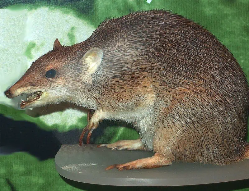 Golden Bandicoot