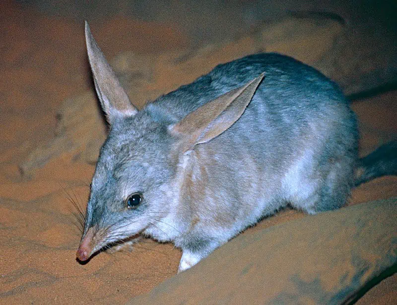 greater bilby