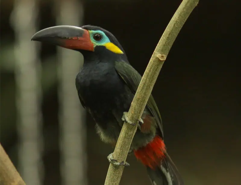 Guianan Toucanet