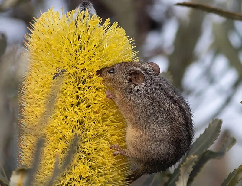 Honey Possum