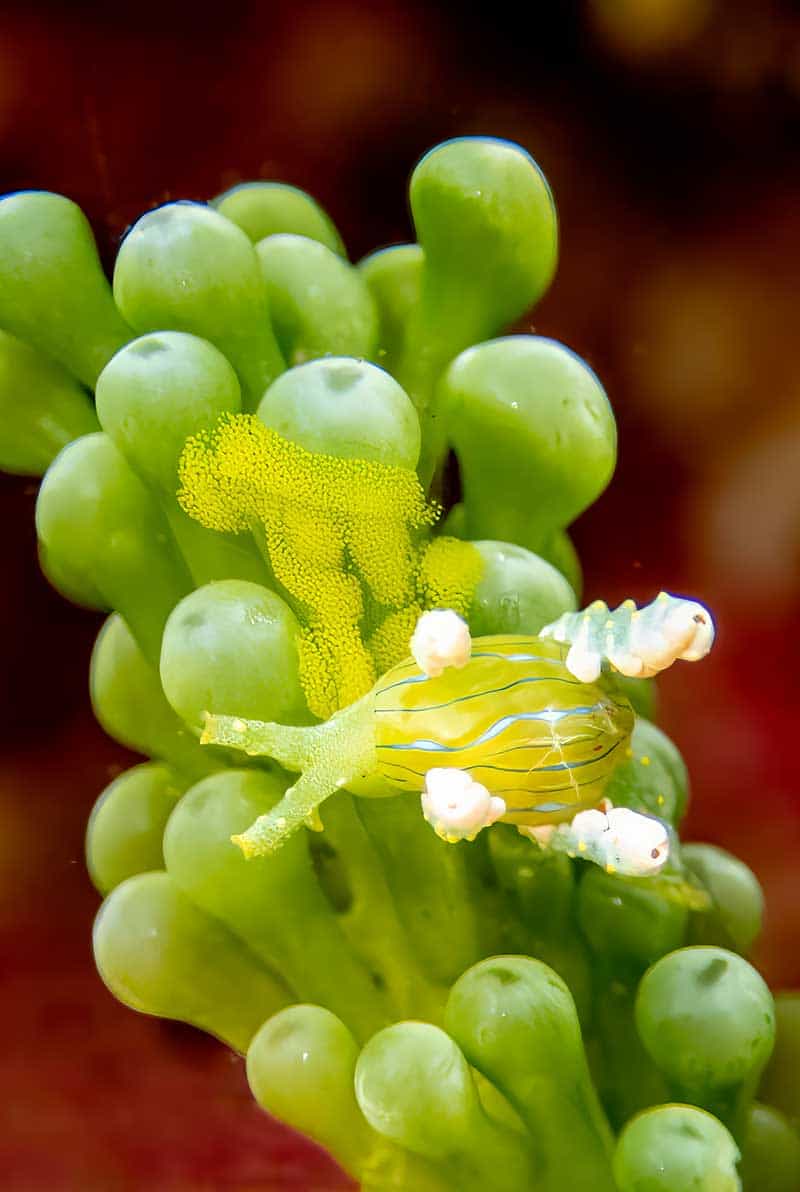 Ian Hutton - Lobiger Viridis Vert