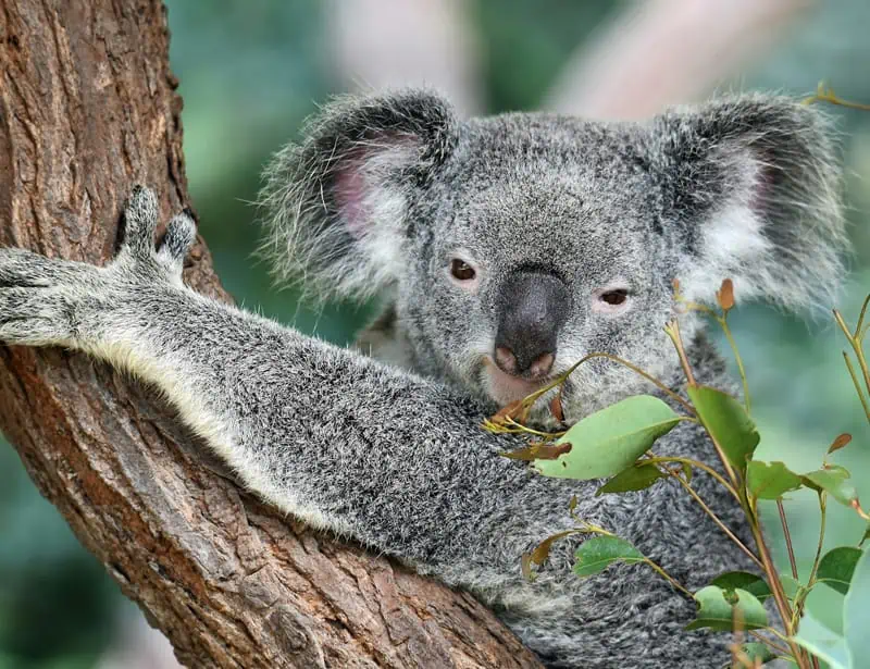 koala