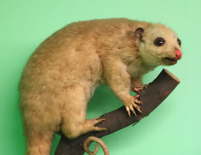 Northern Common Cuscus